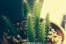 火龙果种子培育小知识