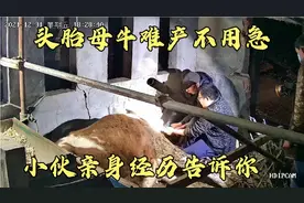 母牛从难产到下崽全过程，小伙把这次经历总结的经验告诉同志们