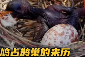 西瓜纪录片:发现孩子非亲生，鸟妈妈的做法比人类更暖心视频封面