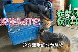 3月大的苏联红犬争地盘 在三轮车上欺负德牧 看老母狗怎么收拾它视频封面