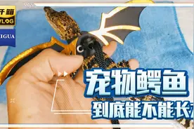 宠物鳄鱼能不能长大？专业人士为你解答视频封面