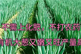 大葱想高产，这样浇一浇，大葱只长帮不长叶，长势快又不生病虫害视频封面