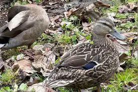 野鸭子在被我家养……视频封面