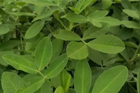 花生高产只需踩一踩？不花一分钱，花生结得多又饱满，厉害了