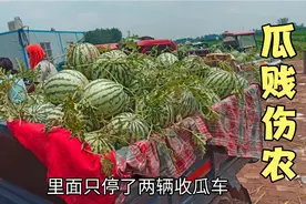 河南周口，麦茬西瓜大量上市，瓜多车少价格苦恼视频封面