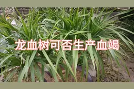 龙血竭是名贵的养发生发的中药