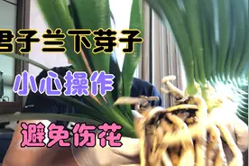 君子兰下芽子非常简单小心操作轻下手，关键是怎样处理芽子和母本视频封面