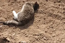 放飞自我的狸花猫，在土里翩翩起舞！视频封面
