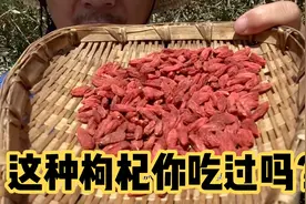 为啥枸杞会发黏，为啥农户有钱不赚，网友：粉丝的信任这么值钱吗视频封面