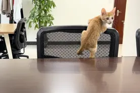 狗属阳像光明磊落大将军，猫属阴妩媚多疑小女人，宅安需阴阳平衡视频封面