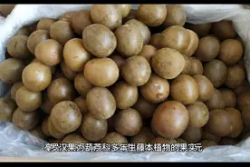 教你八招挑选优质罗汉果，以及罗汉果的价格视频封面