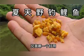 夏天野钓鲤鱼，玉米和商品饵谁好用？可能你还不明白