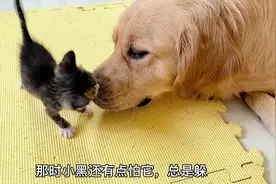 果然小奶猫与大狗狗才是绝配视频封面