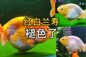 红白兰寿金鱼也会褪色，你敢信？到底什么原因造成的？基因问题吗