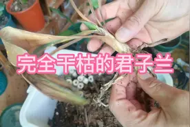 一棵完全干枯的君子兰能救活吗，用这个方法试试