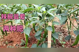 辣椒最爱这两种肥料，用后不仅没虫害还硕果累累，很多人还不知道视频封面