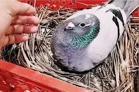 小鸽子出壳的第二天，天落鸽把小鸽子捂得好严实，小鸽子还没睁眼