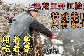 黑龙江开江，捡几十条臭鱼，特殊美味只有东北有，闻着臭 吃着香视频封面
