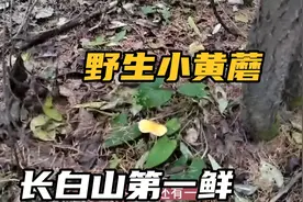 吉林通化农村，野生小黄蘑号称长白山第一鲜，非常好吃但很难釆摘