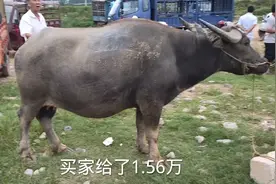 农户拉一头老母牛到活牛市场卖，买家出价15600元这个价格合理吗