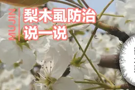 梨木虱防治要重视视频封面