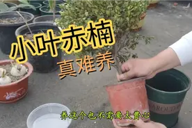 小叶赤楠太难养了，买回来绿油油的冒红芽，没几天就开始干枯打蔫