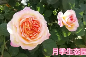 天水市月季生态园，鲜花盛开，香气四溢，是观赏摄影的好去处视频封面