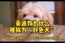 泰迪为什么被叫好色狗、泰日天，还真不怪它，看完就你就知道了。视频封面