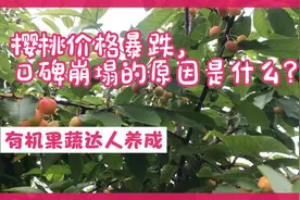 樱桃价格暴跌，从300元一斤到30元一斤，口碑崩塌的原因是什么？视频封面