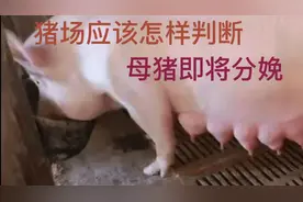 猪场应该怎样判断母猪即将分娩
