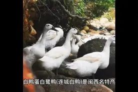 新鲜连城白鸭蛋，具有药性的白鹭鸭产的蛋视频封面