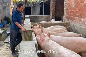 河南农村小伙在家创业养猪，今年赚了多少钱，听听他怎么说视频封面