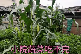 80个平方小院，种20多种蔬菜，一年能省2万块钱，新鲜蔬菜吃不完视频封面