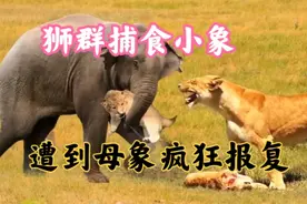 狮子捕食小象遭到母象疯狂报复视频封面