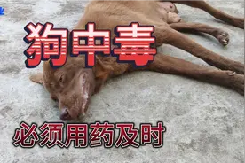 母狗吃到了农药，导致中毒，我用了两种药，救回来了视频封面