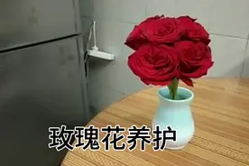 玫瑰花养护方法