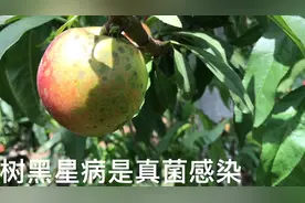 桃树黑星病、多雨季节发生，传染快，防止真菌感染视频封面