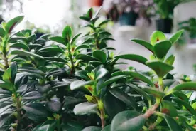 金鱼吊兰冬季开花吗？照我这样养，一年四季都能开花