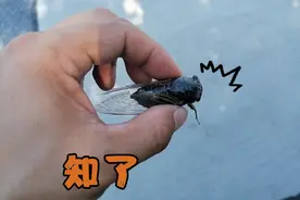 会叫的知了，是公是母？？？视频封面