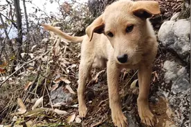 浪尽欢养了一条小土狗，网友们都说狗跟着他三天饿九顿视频封面