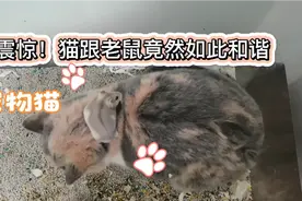 震惊，早上起来发现，猫跟老鼠睡在一起。而老鼠已经。