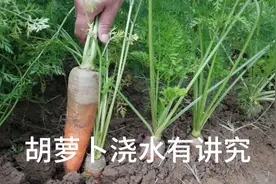 胡萝卜浇水有讲究，按这个方法给胡萝卜浇水，胡萝卜个大不开裂视频封面