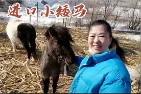 黑龙江一养殖户搞特色养殖，养了4匹进口小矮马，会绝活供不应求视频封面