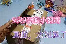 9块9网购了一只小鹦鹉，颜色真漂亮，颜值佷高，太划算了