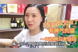 老公养的猫太厉害，一天抓俩老鼠，媳妇看猫捉老鼠舍不得离开视频封面