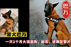警犬巴万：2个月大流浪狗，励志，逆袭变警犬，暖男一哥。视频封面
