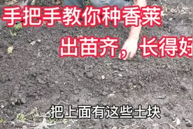 白露节到了，手把手教你种香菜，出苗齐刷、长势还好视频封面