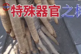 长满器官会行走的神秘植物，世界上唯一会行走的树，这些树的真相视频封面