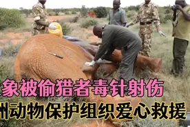 偷猎者用毒针射伤大象，非洲动物保护组织紧急救援，过程惊心动魄视频封面