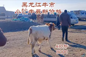 黑龙江东部牛市，牛掉价，小牤牛价低抢手视频封面